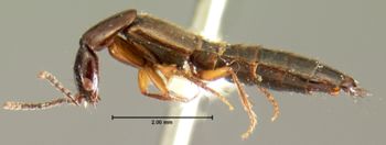 Media type: image;   Entomology 7307 Aspect: habitus lateral view